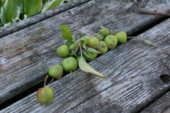 Apples on bench