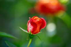 Rose closed