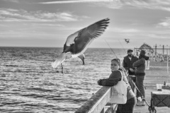 Gull and girl